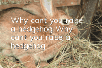 Why can’t you raise a hedgehog? Why can’t you raise a hedgehog?