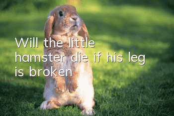 Will the little hamster die if his leg is broken?