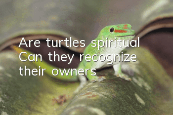 Are turtles spiritual? Can they recognize their owners?