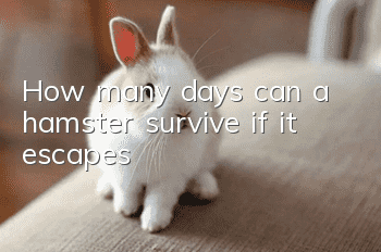 How many days can a hamster survive if it escapes?