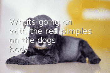 What's going on with the red pimples on the dog's body?