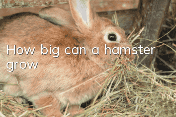 How big can a hamster grow?