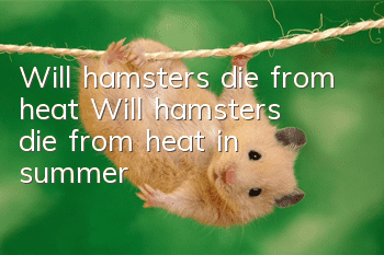 Will hamsters die from heat? Will hamsters die from heat in summer?