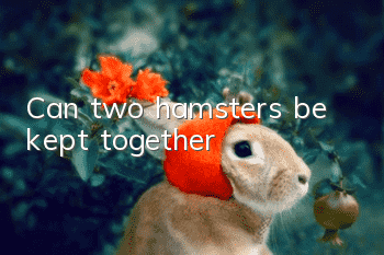 Can two hamsters be kept together?