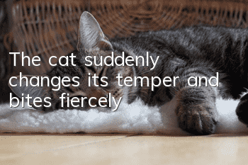 The cat suddenly changes its temper and bites fiercely