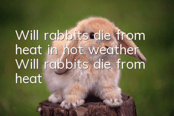 Will rabbits die from heat in hot weather? Will rabbits die from heat?