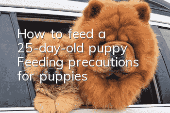 How to feed a 25-day-old puppy? Feeding precautions for puppies!