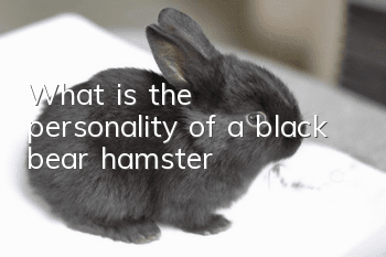 What is the personality of a black bear hamster?