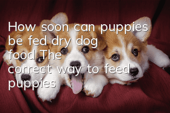 How soon can puppies be fed dry dog ​​food? The correct way to feed puppies!