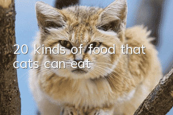 20 kinds of food that cats can eat