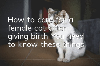 How to care for a female cat after giving birth? You need to know these things!