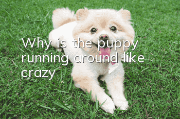 Why is the puppy running around like crazy?