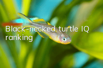 Black-necked turtle IQ ranking