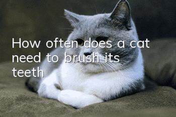 How often does a cat need to brush its teeth?