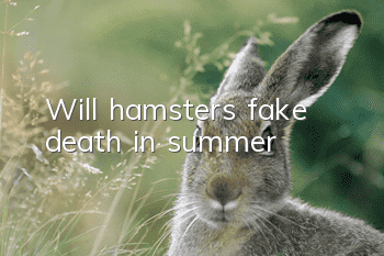 Will hamsters fake death in summer?