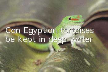 Can Egyptian tortoises be kept in deep water?