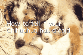 How to tell if your Chihuahua has a cold