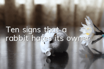 Ten signs that a rabbit hates its owner