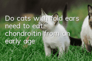 Do cats with fold ears need to eat chondroitin from an early age?