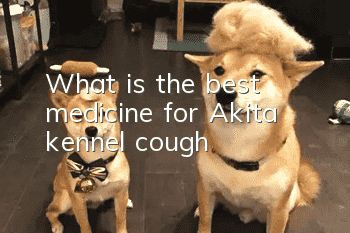 What is the best medicine for Akita kennel cough?