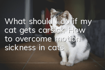 What should I do if my cat gets carsick? How to overcome motion sickness in cats