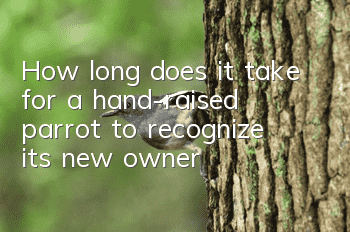 How long does it take for a hand-raised parrot to recognize its new owner?