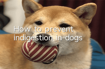 How to prevent indigestion in dogs?