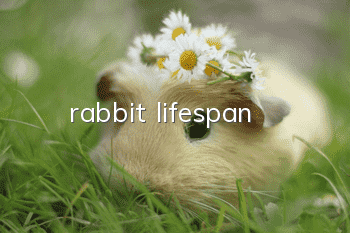 rabbit lifespan