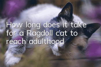 How long does it take for a Ragdoll cat to reach adulthood?