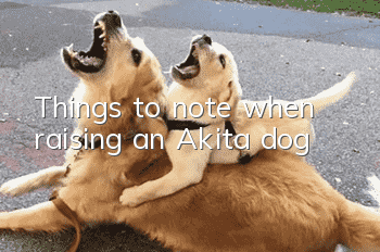 Things to note when raising an Akita dog