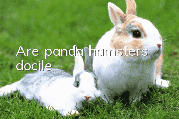 Are panda hamsters docile?