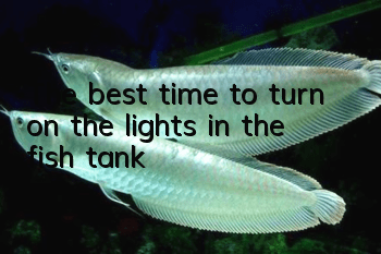 The best time to turn on the lights in the fish tank