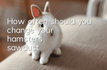 How often should you change your hamster's sawdust?