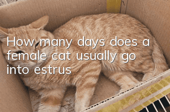 How many days does a female cat usually go into estrus?