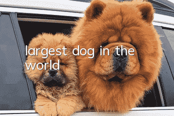 largest dog in the world