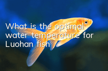 What is the optimal water temperature for Luohan fish?