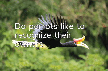 Do parrots like to recognize their owners?