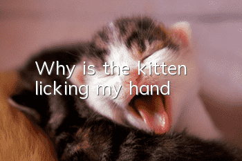 Why is the kitten licking my hand?