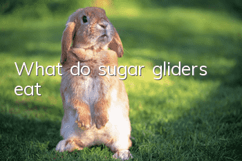 What do sugar gliders eat?