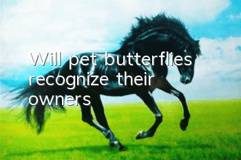 Will pet butterflies recognize their owners?