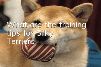 What are the training tips for Silky Terriers?