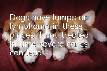 Dogs have lumps or lymphoma in these places! If not treated in time, severe cases can lead to death