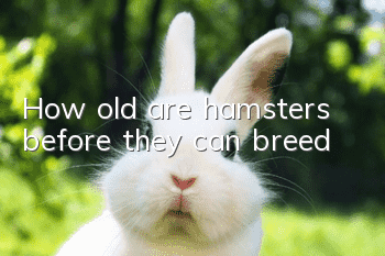 How old are hamsters before they can breed?