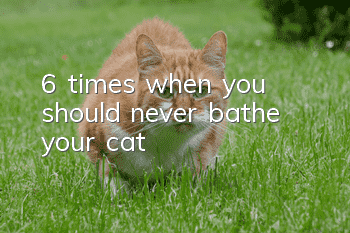 6 times when you should never bathe your cat