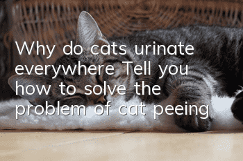 Why do cats urinate everywhere? Tell you how to solve the problem of cat peeing