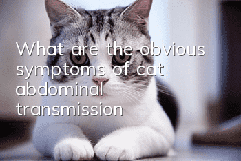 What are the obvious symptoms of cat abdominal transmission?