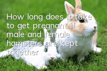 How long does it take to get pregnant if male and female hamsters are kept together?