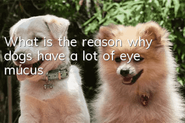 What is the reason why dogs have a lot of eye mucus?