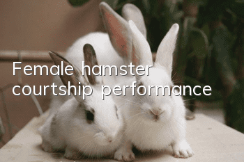 Female hamster courtship performance