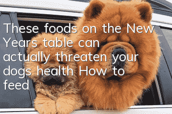 These foods on the New Year’s table can actually threaten your dog’s health! How to feed your dog to have a fat year